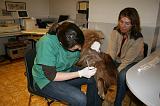 INSEMINATION ARTIFICIELLE 010